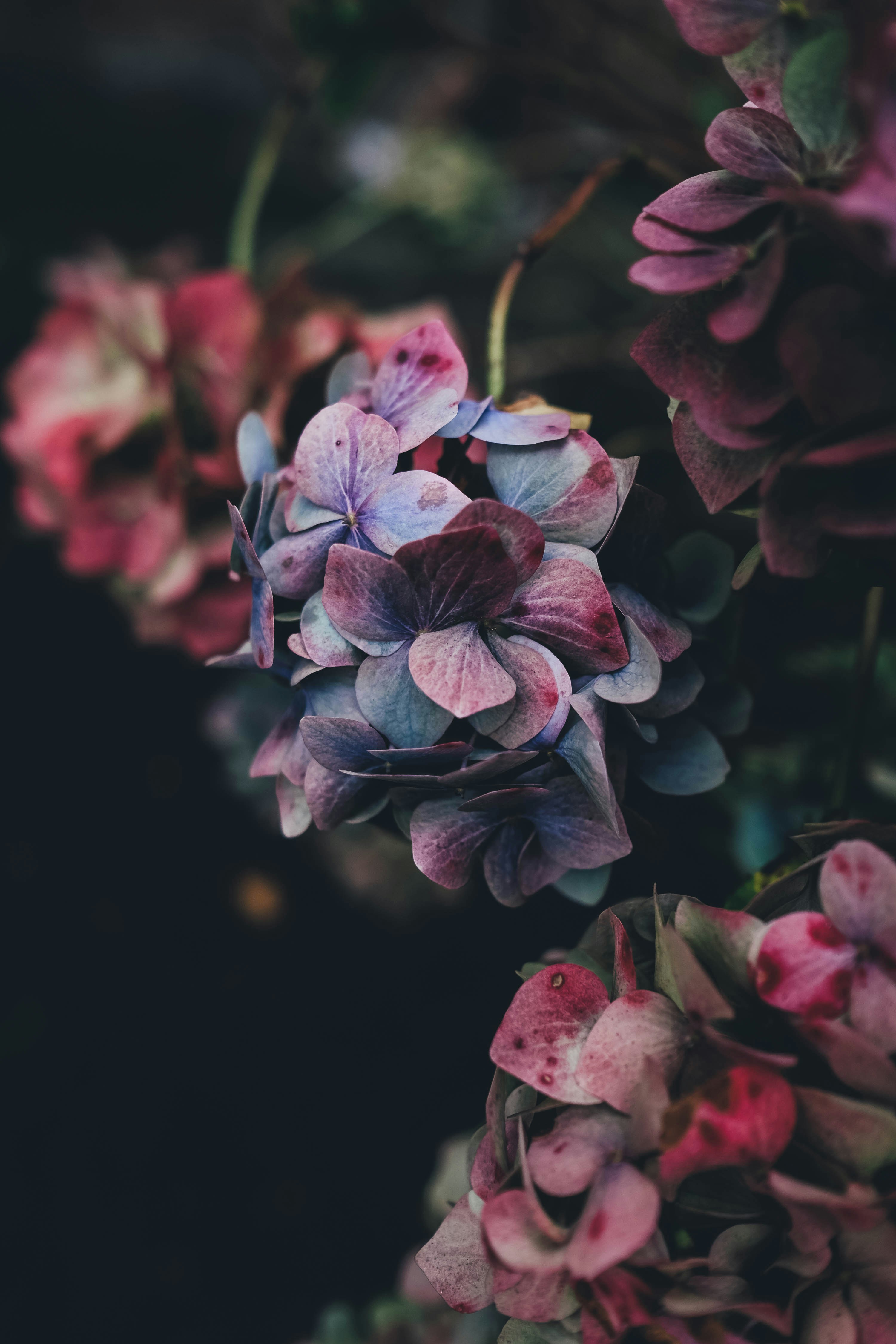 Flora