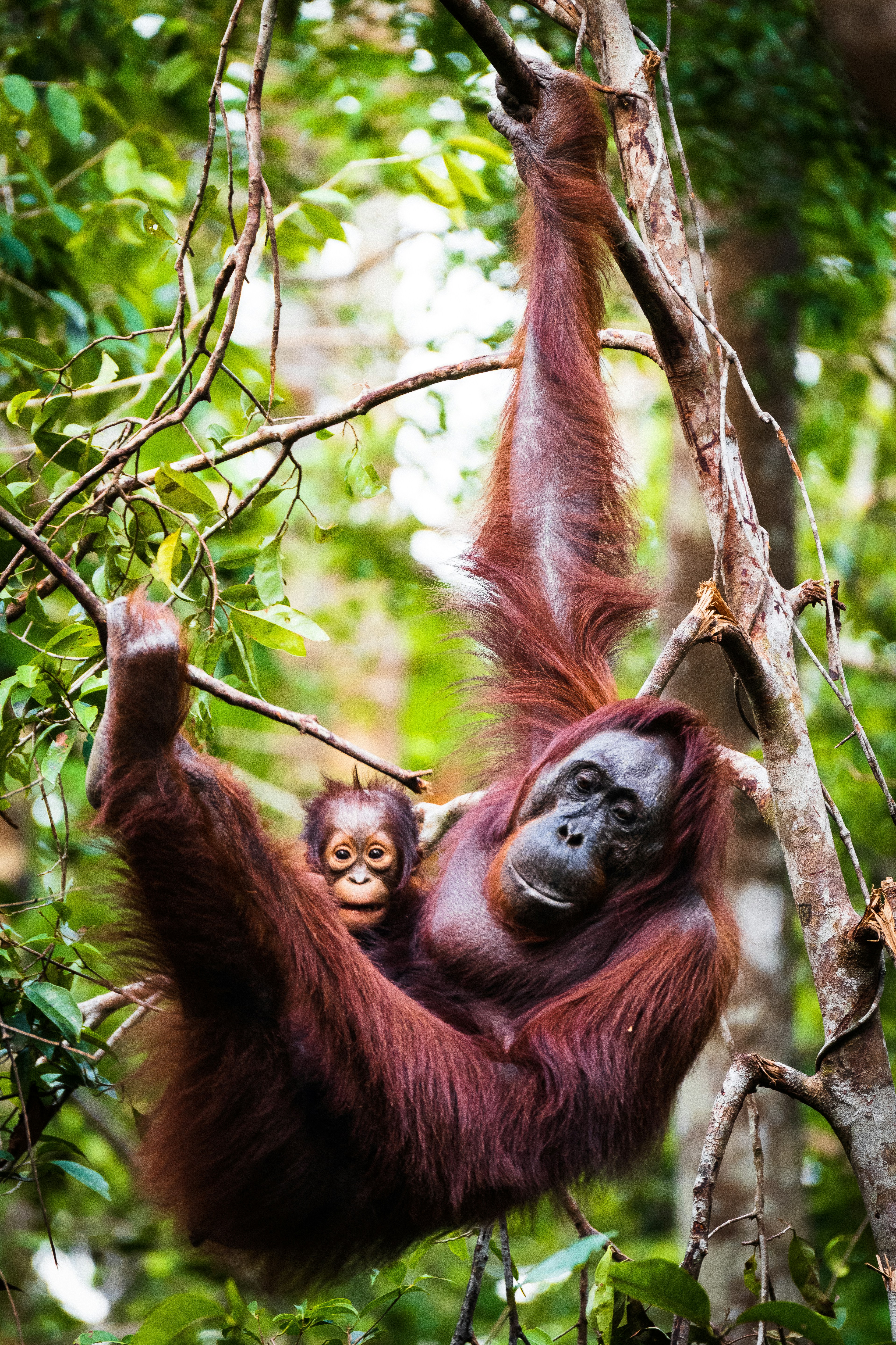 Mammals