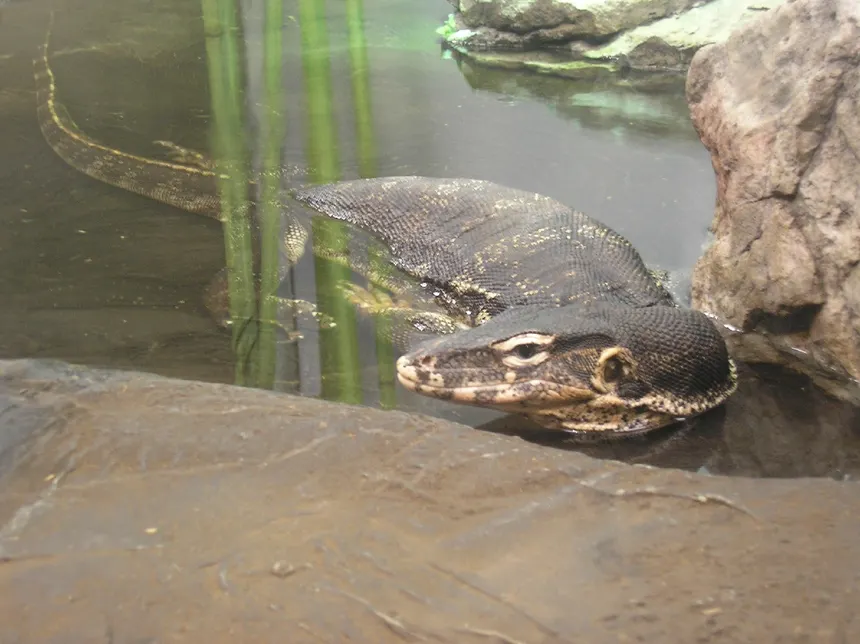 Biawak Air