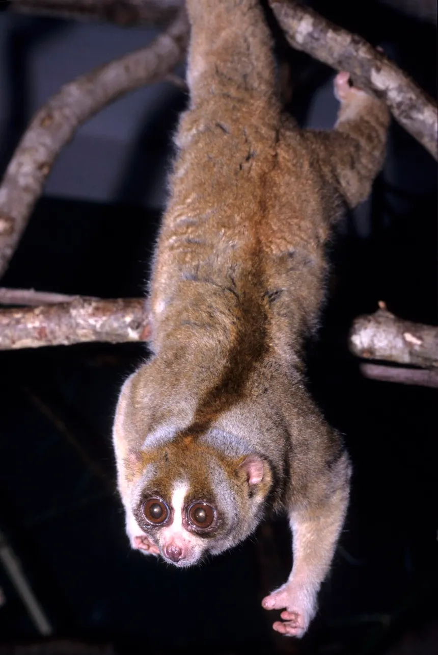 Kukang Kalimantan