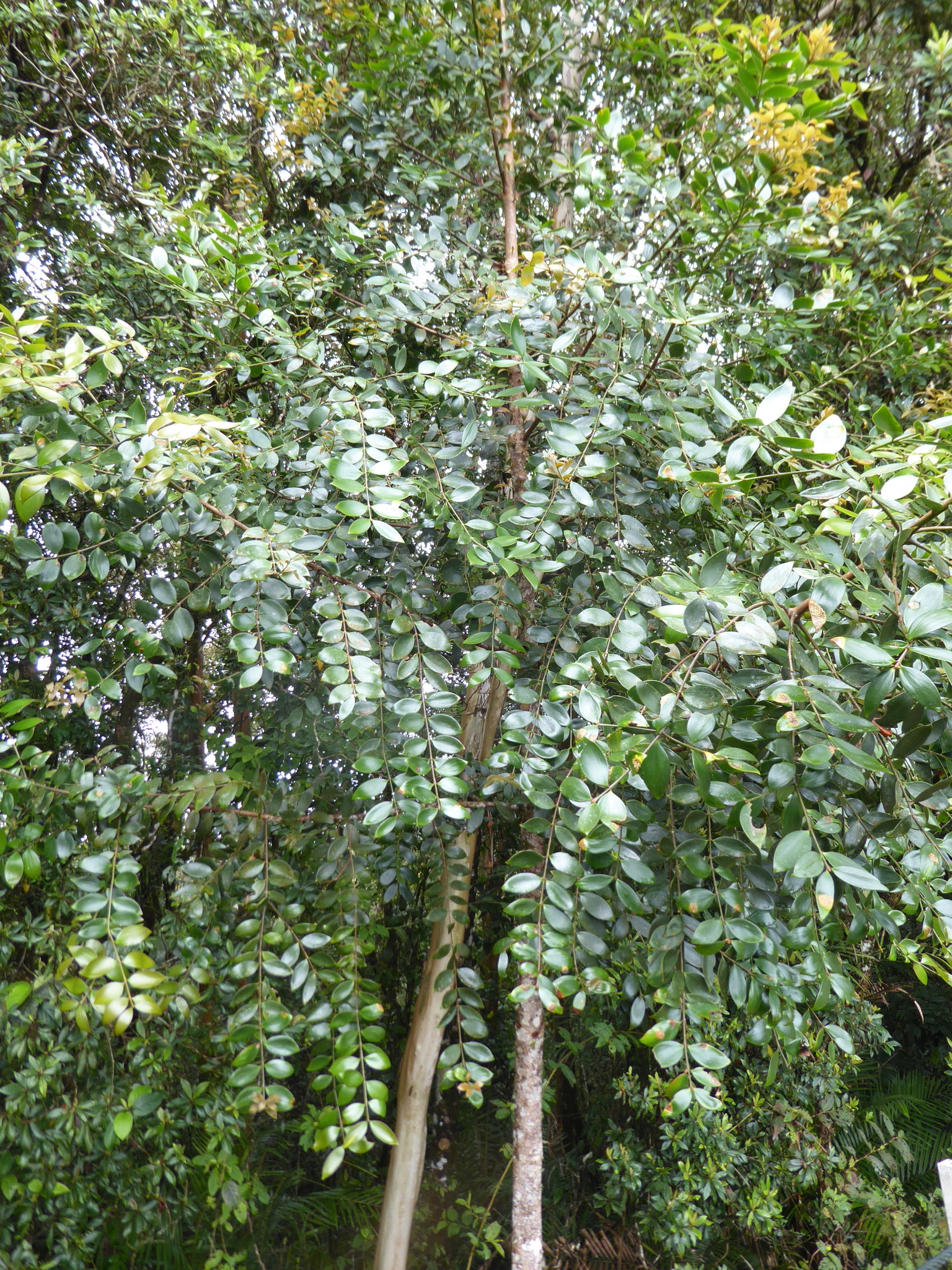 Kauri Borneo