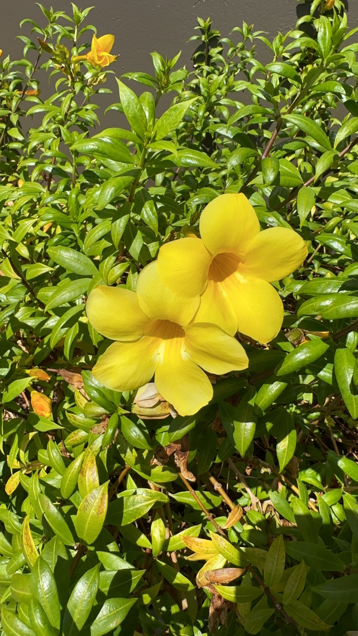 Bunga Alamanda