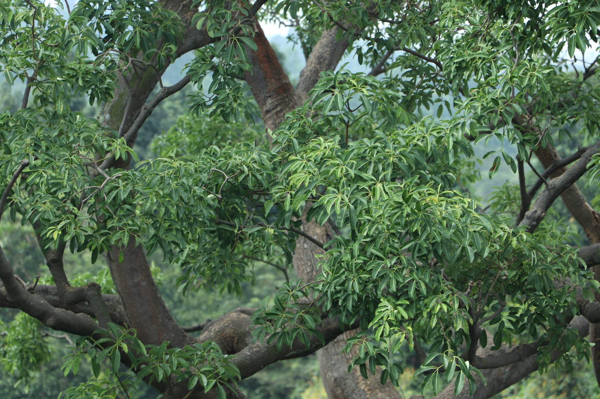 Pulai Hitam