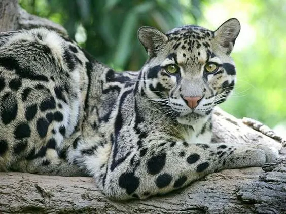 Macan Dahan Sunda