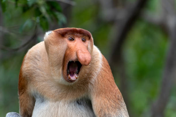 Bekantan