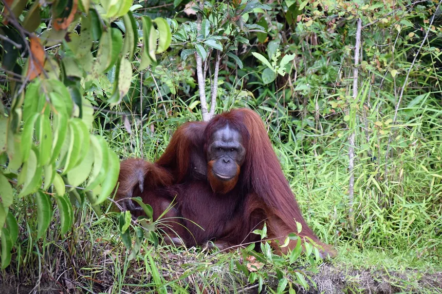 Orangutan Kalimantan