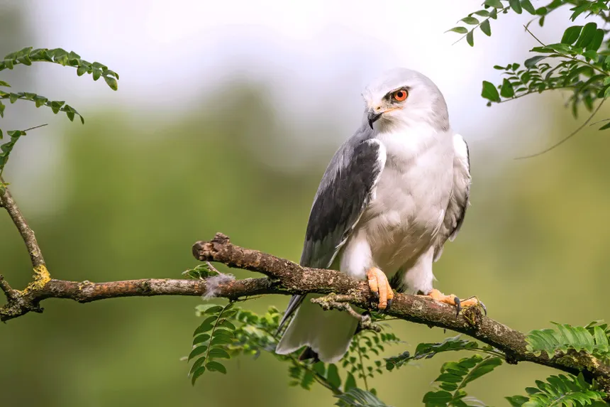 Elang Tikus