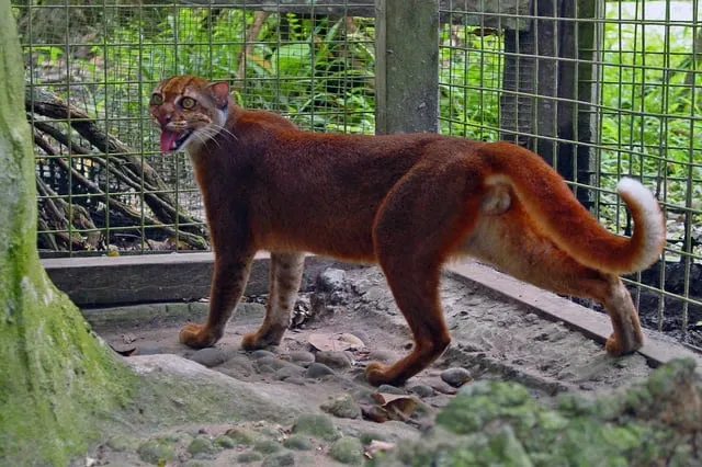 Kucing Merah Borneo