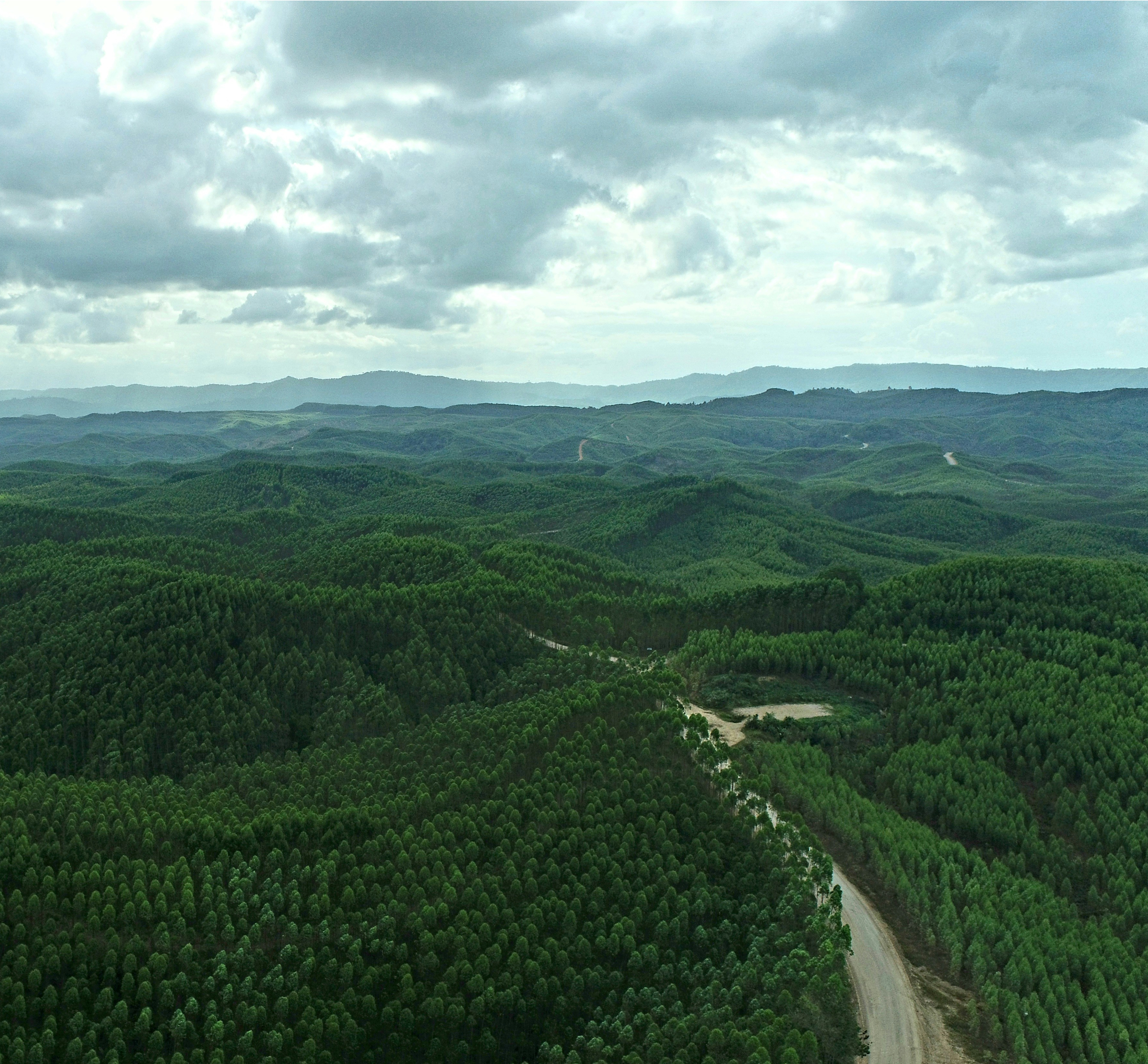 Borneo Forest