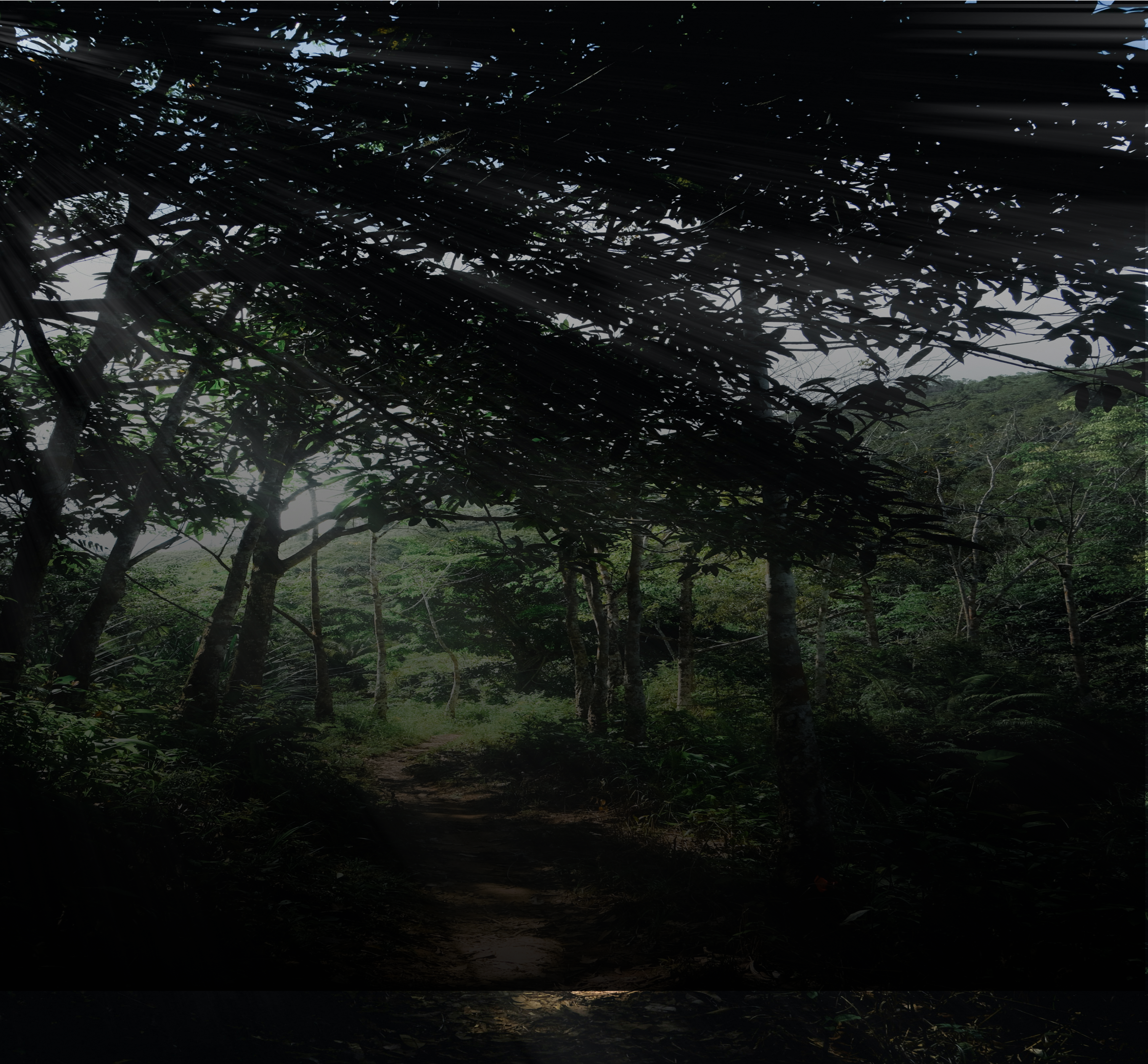 Borneo Rainforest